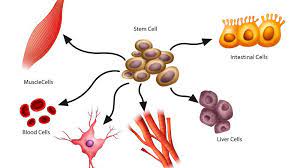 Stem cells Biology